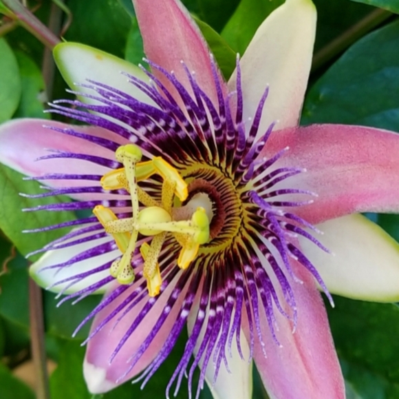 Meet your Posher, Beth - Picture 4 of 4